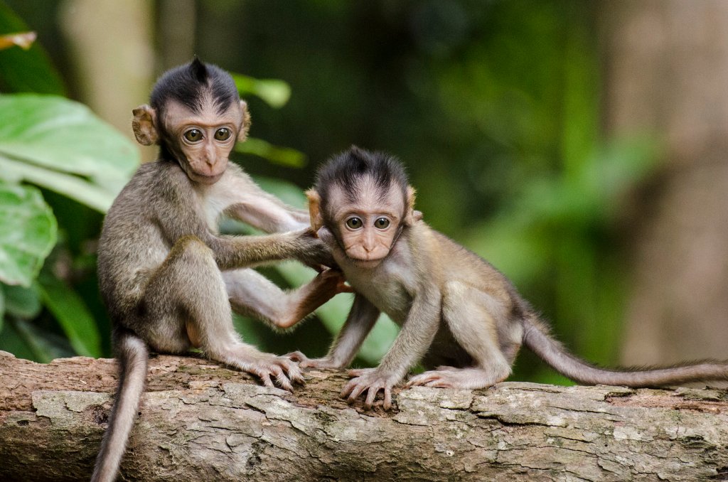 When monkeys think other monkeys will also be rewarded, their own rewards become less&nbsp;appealing